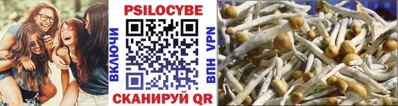 Галлюциногенные грибы Psilocybine cubensis  Чкаловск 